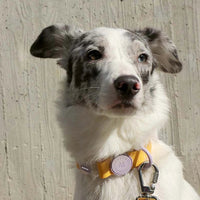 collier chien waterproof 