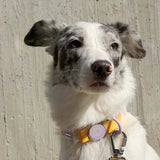 collier chien waterproof 