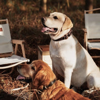 collier-en-cuir-pour-chien