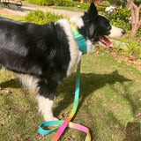 Collier pour chien avec poignée