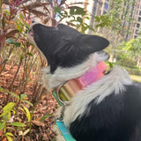 Collier pour chien avec poignée