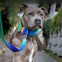 Collier pour chien avec poignée