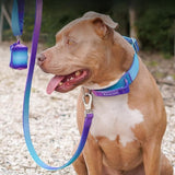 Collier pour chien avec poignée