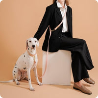 collier pour chien chic