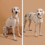 collier pour chien haut de gamme