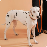 collier pour chien look tendance