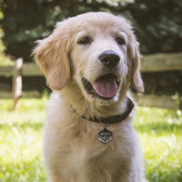 medaille gravée chien 