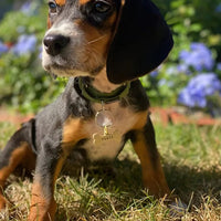 medaille gravée pour chien